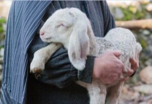 Lamb held in shepherd's arms.