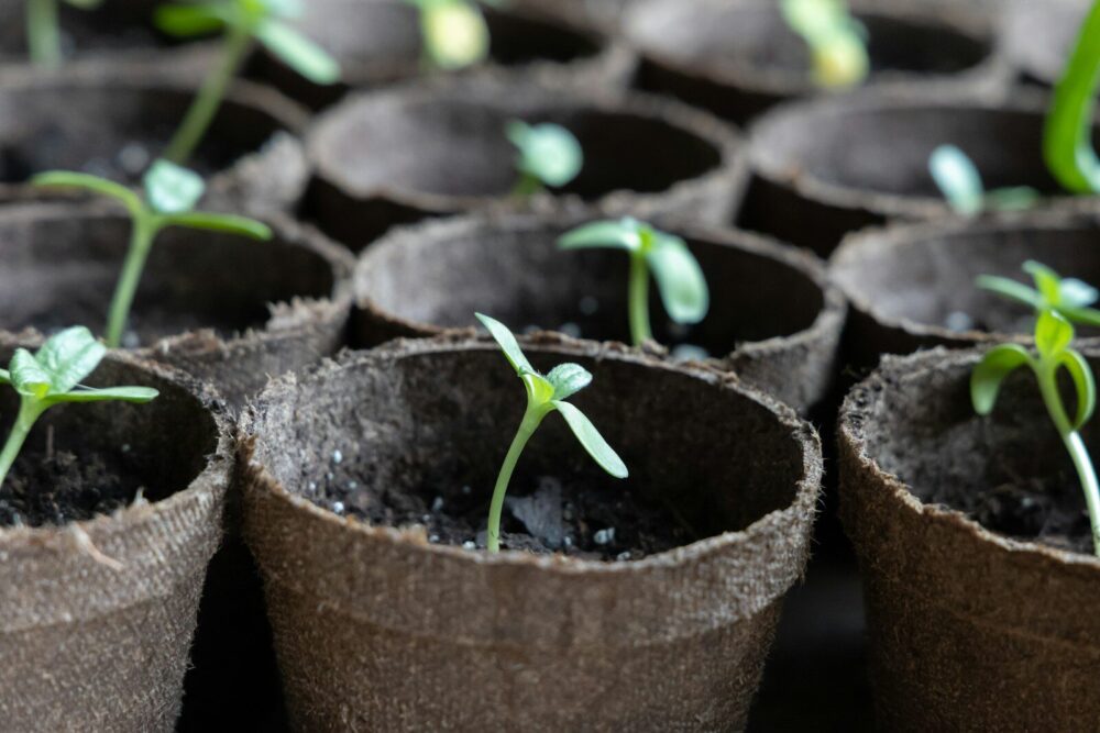 a group of seedlings sprouting from seed bags