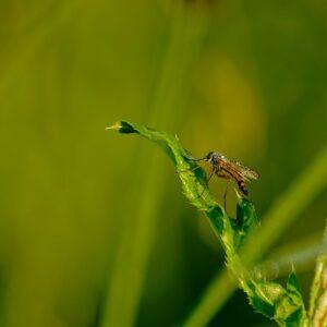 a small insect sitting on top of a green leaf